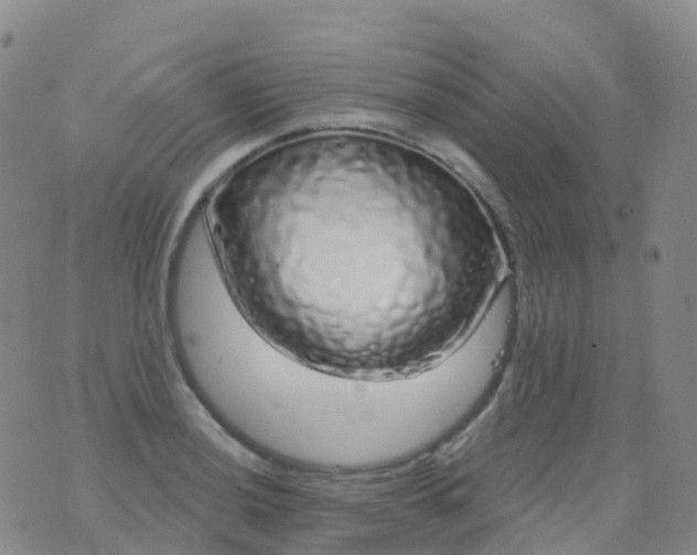 X0000076421036200610202215