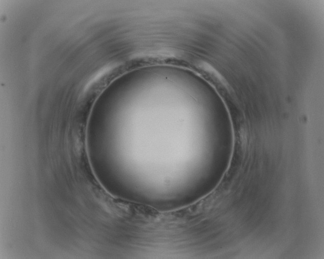 X0000076421064200610202214