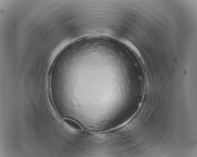 X0000076421096200610202214