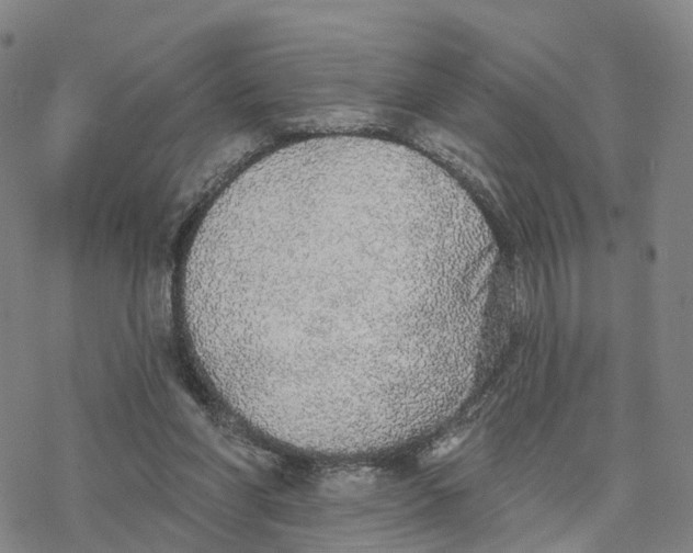 X0000076420206200610271716