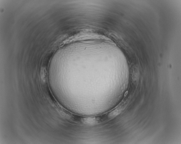 X0000076420273200610271715