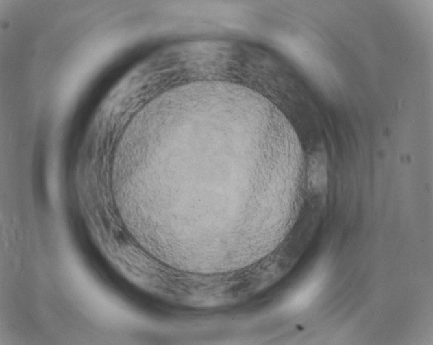 X0000076420431200610271713