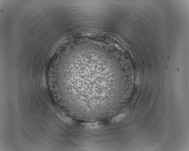 X0000076420524200610271711