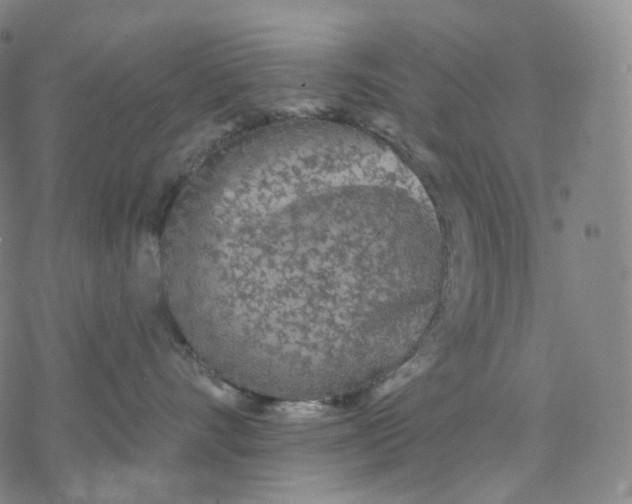 X0000076420528200610271711