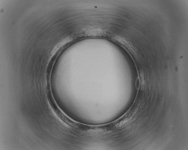 X0000076420630200610271709