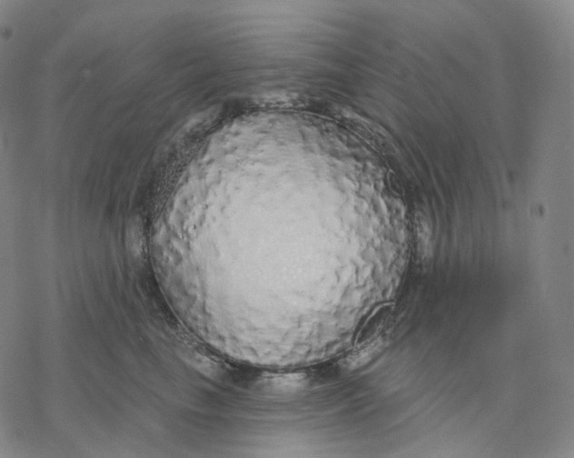 X0000076420665200610271709