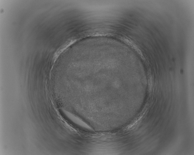 X0000076420721200610271707