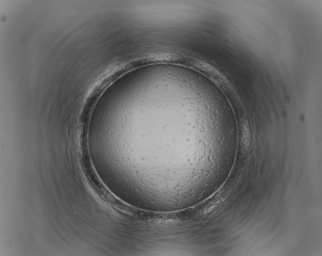 X0000076420730200610271707