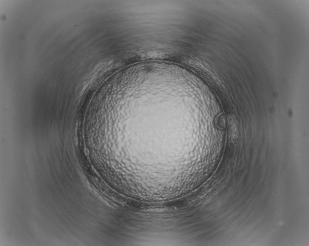 X0000076420738200610271707