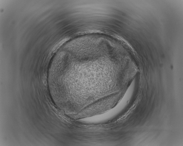 X0000076420785200610271707