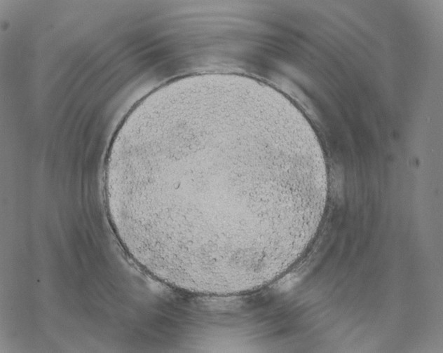 X0000076420856200610271706