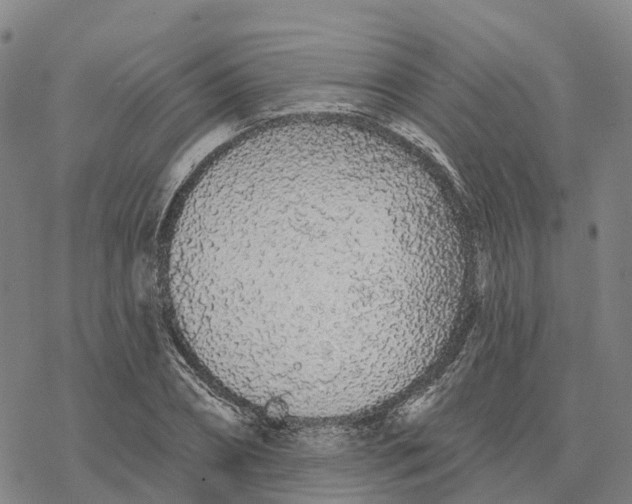 X0000076420882200610271705