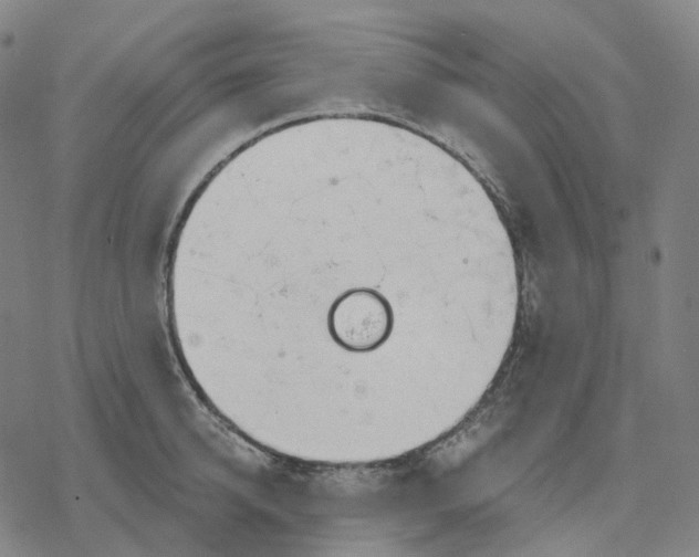 X0000076420950200610271705