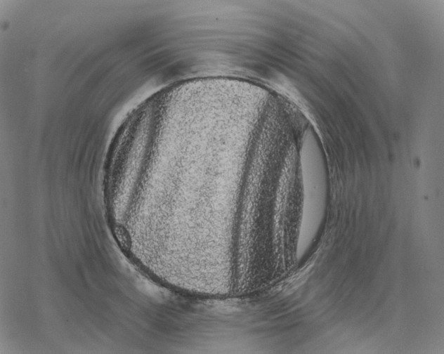 X0000076420995200610271703