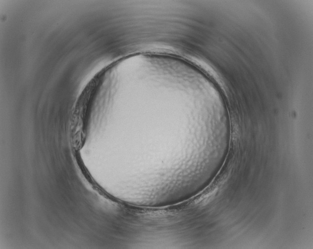 X0000076420999200610271703