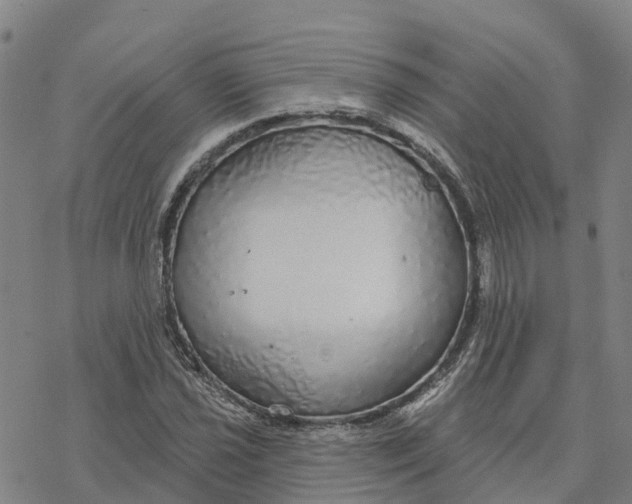 X0000076421021200610271703