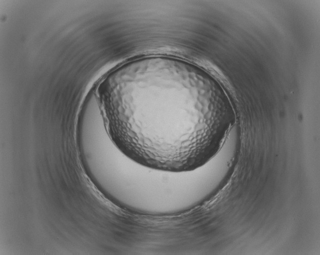 X0000076421036200610271703