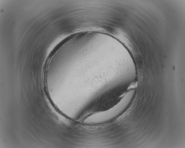 X0000076421046200610271703