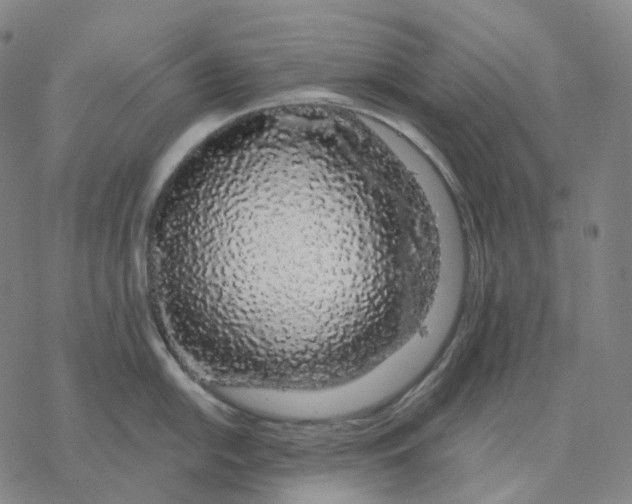 X0000076421054200610271703