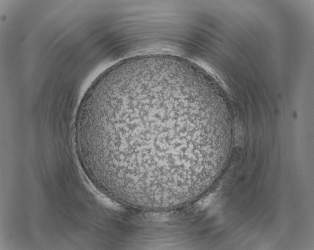 X0000076421086200610271702