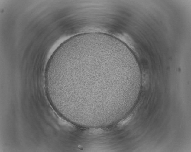 X0000076421094200610271702