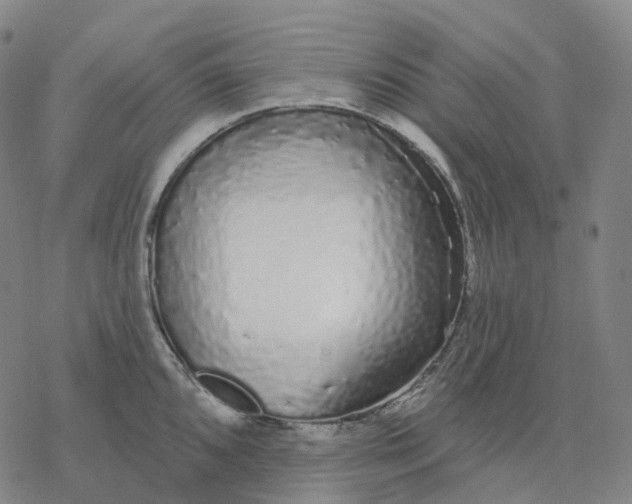 X0000076421096200610271702