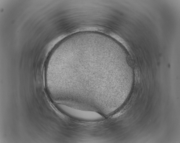 X0000076421127200610271701