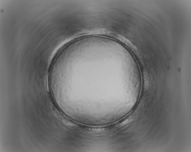 X0000076421174200610271700