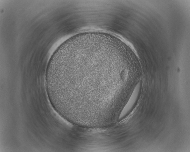 X0000076421239200610271700