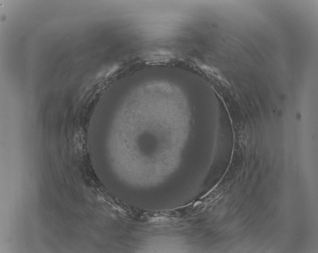 X0000076421445200610271656