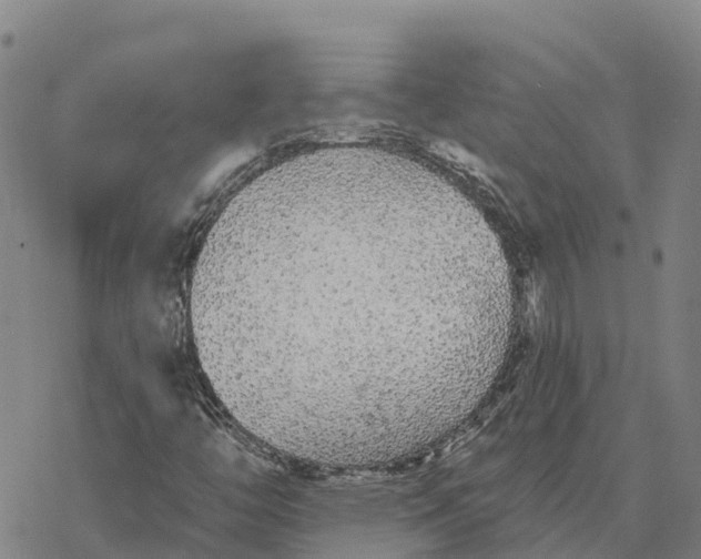 X0000076421446200610271656