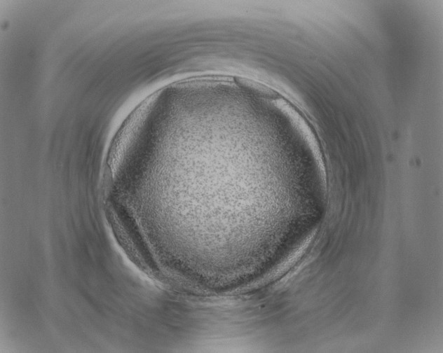 X0000076421536200610271655