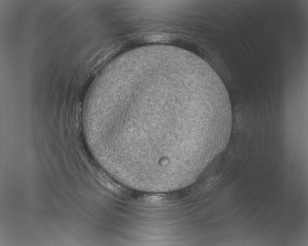 X0000076420325200611031820