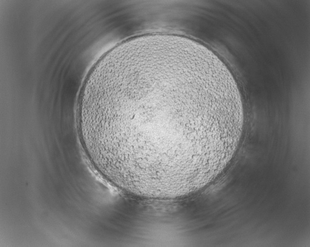 X0000076420856200611031811