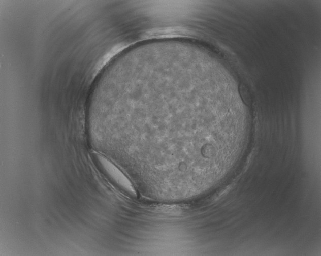 X0000076421457200611031801