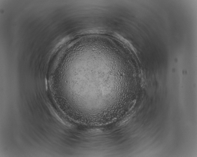 X0000076430061200610061243