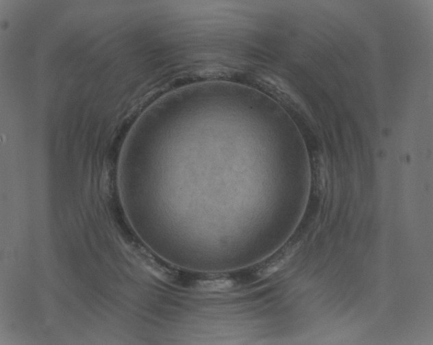 X0000076430266200610061240