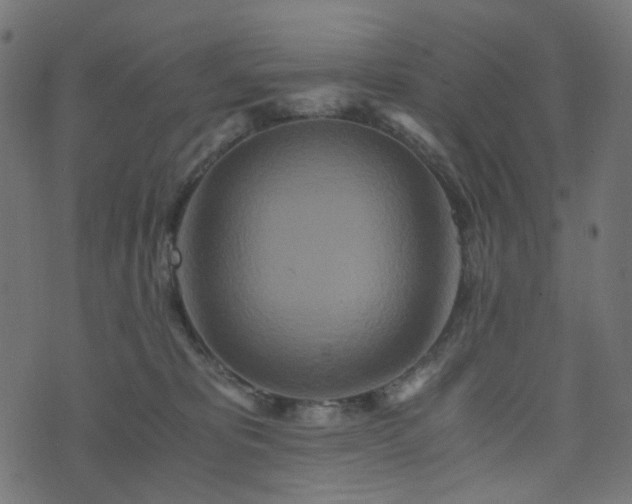 X0000076430325200610061239