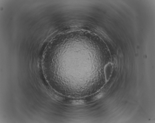 X0000076430363200610061238