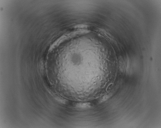 X0000076430375200610061238