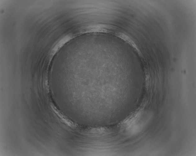 X0000076430882200610061229