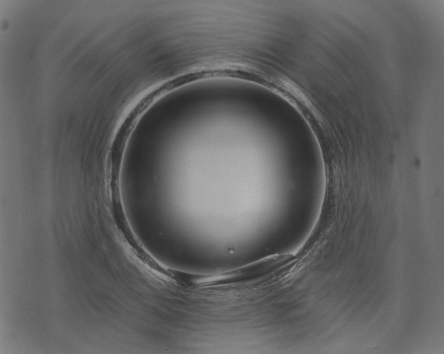 X0000076431124200610061225