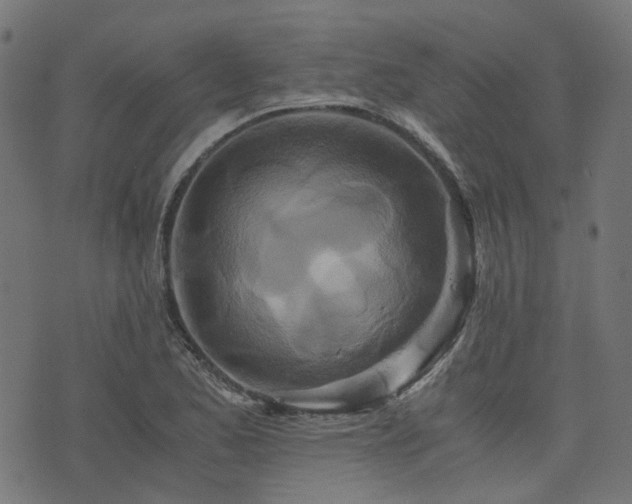 X0000076431173200610061225