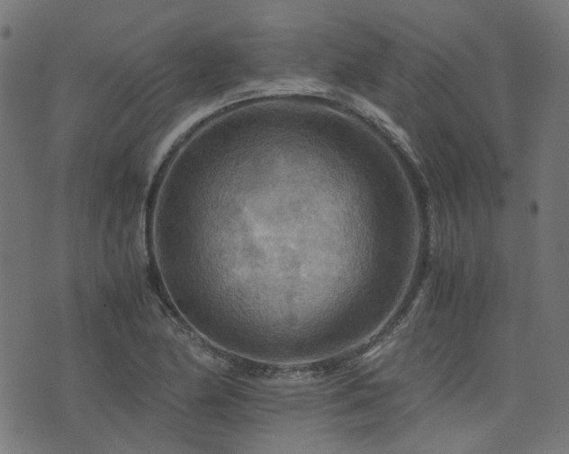 X0000076431174200610061225