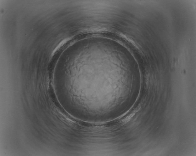 X0000076431306200610061222