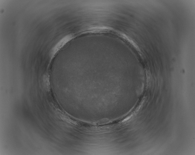 X0000076431362200610061222