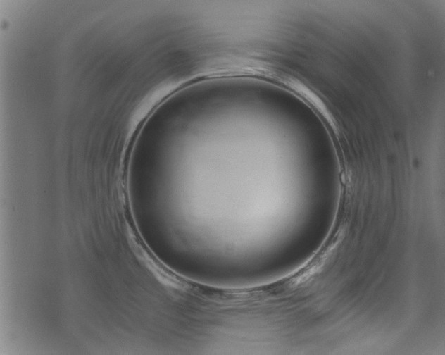 X0000076431485200610061220