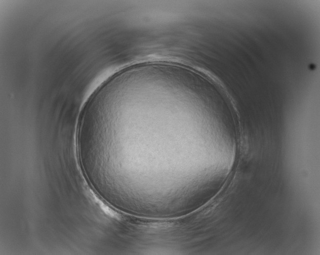 X0000076431294200610161143
