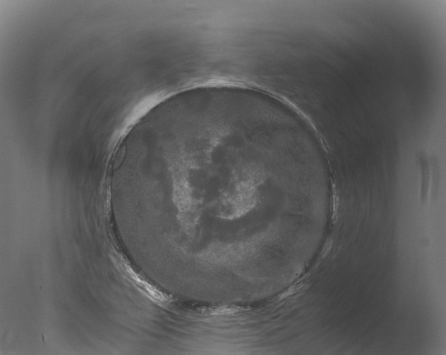 X0000076431367200610161141