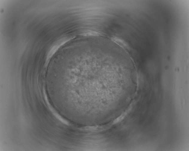 X0000076430049200610202255